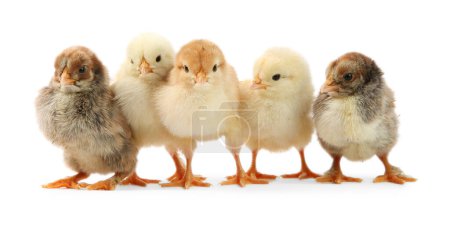 Photo for Many cute chicks isolated on white. Baby animals - Royalty Free Image