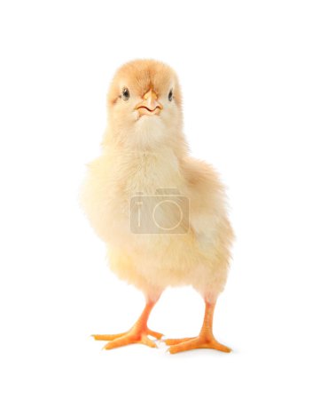 Photo for One cute chick isolated on white. Baby animal - Royalty Free Image