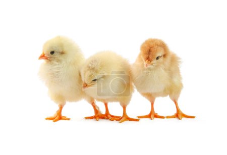 Photo for Cute chicks isolated on white. Baby animals - Royalty Free Image