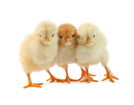 Photo for Cute chicks isolated on white. Baby animals - Royalty Free Image