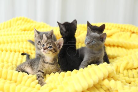 Photo for Cute fluffy kittens on blanket indoors. Baby animals - Royalty Free Image