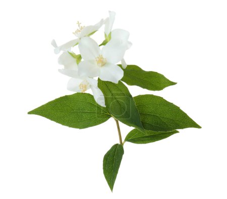 Zweig von Jasminblüten und Blättern isoliert auf weißem Grund