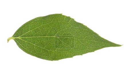 Frisches grünes Jasminblatt isoliert auf weiß