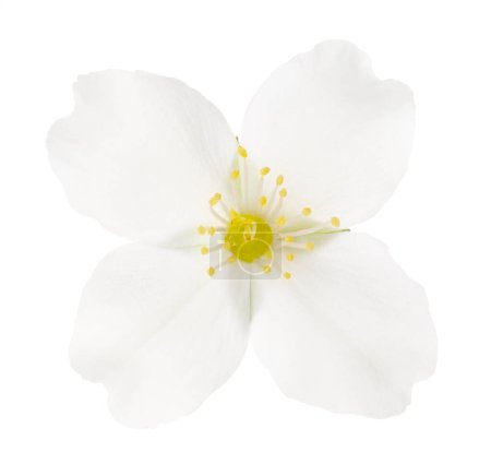 Hermosa flor delicada de jazmín aislada en blanco