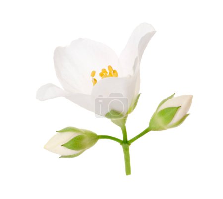 Hermosa flor de jazmín y brotes aislados en blanco