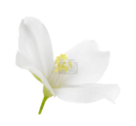 Schöne zarte Jasminblüte isoliert auf weiß