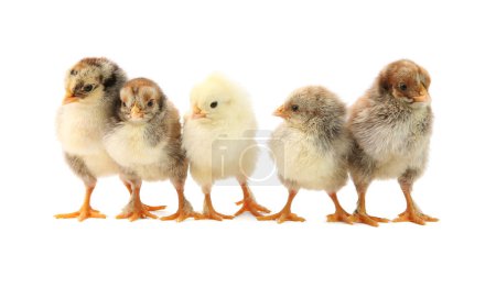 Photo for Many cute chicks isolated on white. Baby animals - Royalty Free Image