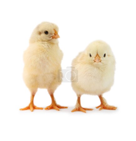 Photo for Two cute chicks isolated on white. Baby animals - Royalty Free Image
