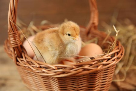 Photo for Cute chick and wicker basket on blurred background. Baby animal - Royalty Free Image