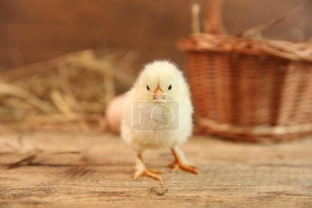 Photo for Cute chick on wooden table. Baby animal - Royalty Free Image
