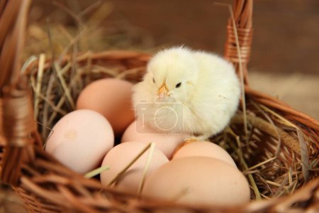 Photo for Cute chick and eggs in wicker basket on blurred background. Baby animal - Royalty Free Image