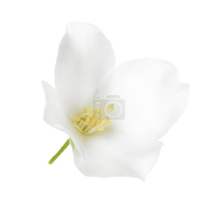 Hermosa flor delicada de jazmín aislada en blanco