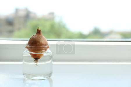 Sprouted onion in glass with water on window sill. Space for text