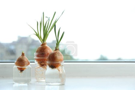 Sprouted onions in glasses with water on window sill. Space for text