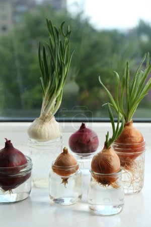 Many sprouted onions in glasses with water on window sill, closeup