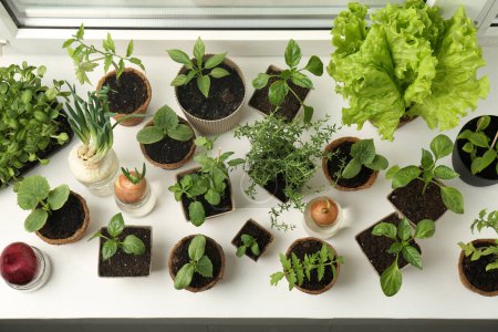 Many different seedlings in pots and sprouted onions on window sill, above view