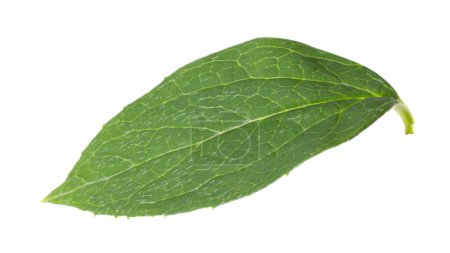 Frisches grünes Jasminblatt isoliert auf weiß