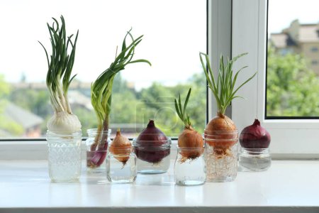 Many sprouted onions in glasses with water on window sill