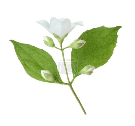 Branch of jasmine flower, buds and leaves isolated on white