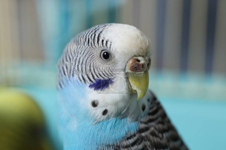 Beautiful light blue parrot in cage, closeup. Exotic pet