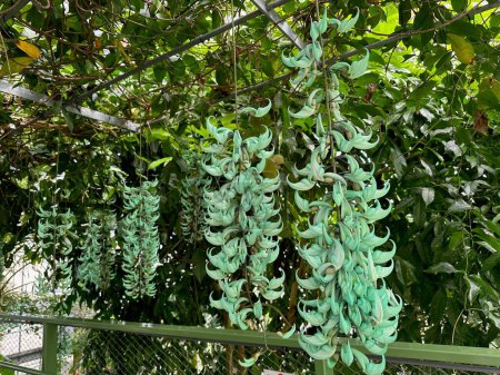 Schöne Jadeblumen wachsen im botanischen Garten