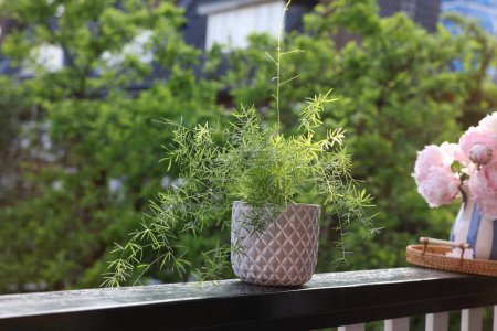 Balcony garden. Beautiful potted plant on railings outdoors