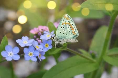 Beautiful butterfly on forget-me-not flower in garden, closeup. Bokeh effect