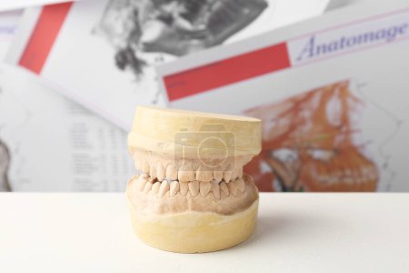 Zahnmodell mit Zahnfleisch auf weißem Tisch. Zähneputzen