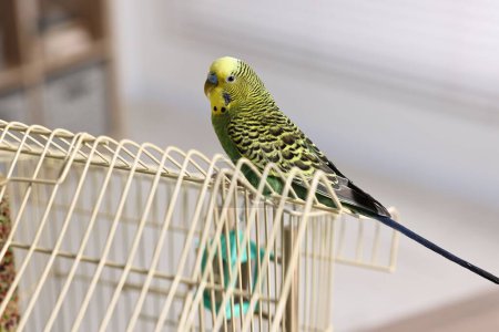 Schöne helle Papagei auf Käfig drinnen. Exotisches Haustier