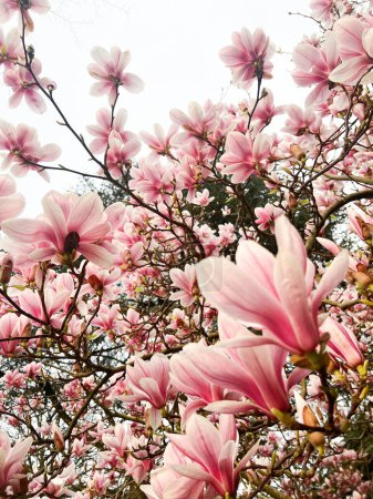 Beautiful magnolia shrub with pink flowers outdoors, low angle view