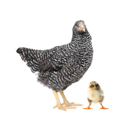 Chicken with cute chick on white background