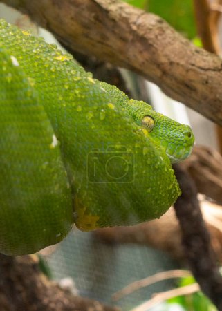Foto de Pitón verde en el árbol. Peligroso depredador serpiente. Reptil tropical. Animal en la naturaleza. Foto de primer plano - Imagen libre de derechos