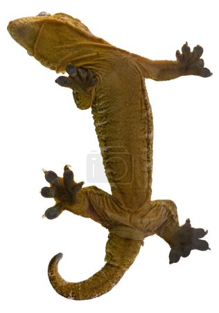 Téléchargez les photos : Lizard gecko vue du bas. Reptile tropical avec pattes collantes. Faune et zoologie. Macro photo isolée sur fond blanc - en image libre de droit