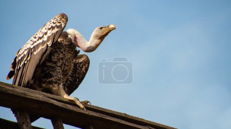 Photo for Adult vulture sits against the sky. Large bird predator and scavenger. Animal and fauna. - Royalty Free Image