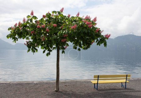 Baum und Holzbank am Ufer des Sees. Morgennebel. Ruhige und friedliche Aussicht. Malerische Landschaft.