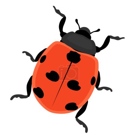 Ilustración de Hermosa mariquita. Escarabajo insecto. Plaga del jardín. Ilustración vectorial de dibujos animados aislada sobre fondo blanco - Imagen libre de derechos