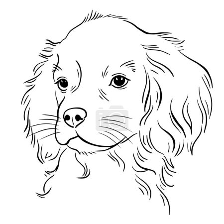 Cocker spaniel. Retrato de cabeza de perro. Animal doméstico. Vector boceto en blanco y negro. Ilustración de arte línea dibujada a mano