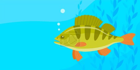 River fish perch. Cooking delicious food. Underwater life. Cartoon vector illustration. Banner with empty space for text