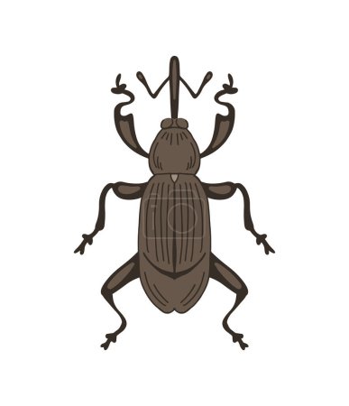Pequeño escarabajo gorgojo. Plaga de insectos. Vista desde el primer plano. Problema en la agricultura. Ilustración vectorial aislada sobre fondo blanco