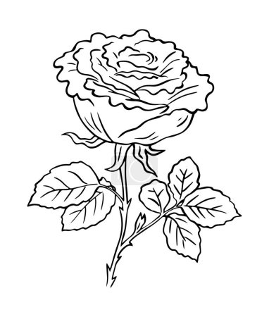 Ilustración de Rosa blanca y negra dibujada a mano. Plantas y flores. Diseño decorativo. Ilustración de contorno aislado vectorial - Imagen libre de derechos
