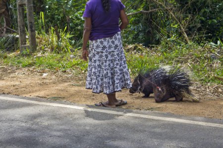 Téléchargez les photos : Femme est debout sur le bord de la route avec deux porcs-épics à vendre. Cet acte est illégal dans le monde entier. - en image libre de droit