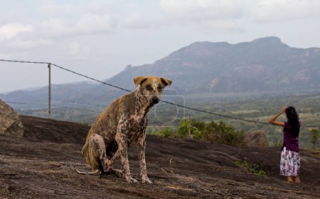 Foto de Perro con la enfermedad de la sarna sentado en el suelo. Hermoso paisaje en Sri Lanka - Imagen libre de derechos
