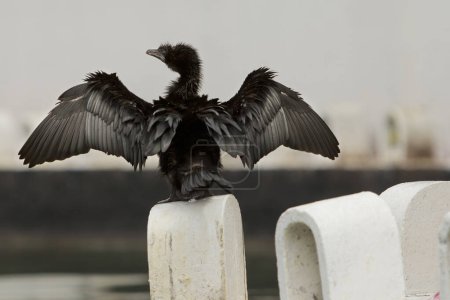 Vista posterior de un ave tipo cormorán extendiendo sus alas