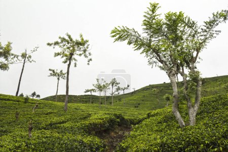 Landscape of young trees in the middle of a Tea Plantation in Sri Lanka