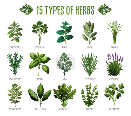 Illustration for Set of fifteen types of herbs suitable for herbal shops, cuisine and healthy lifestyle concepts - Royalty Free Image