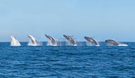 A sequence of a Humpback Whale breaching in False Bay, South Africa