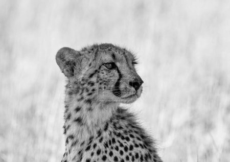 Foto de The cheetah is a large cat native to Africa and central Iran. It is the fastest land animal, estimated to be capable of running at 80 to 128 km/h. They live in three main social groups: females and their cubs, male "coalitions", and solitary males. W - Imagen libre de derechos