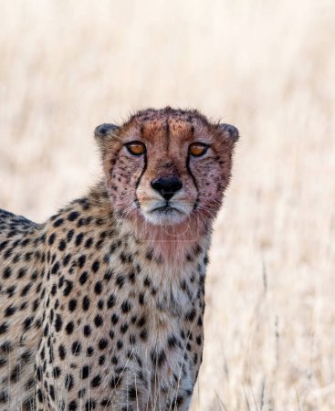 Téléchargez les photos : The cheetah is a large cat native to Africa and central Iran. It is the fastest land animal, estimated to be capable of running at 80 to 128 km/h. They live in three main social groups: females and their cubs, male "coalitions", and solitary males. W - en image libre de droit