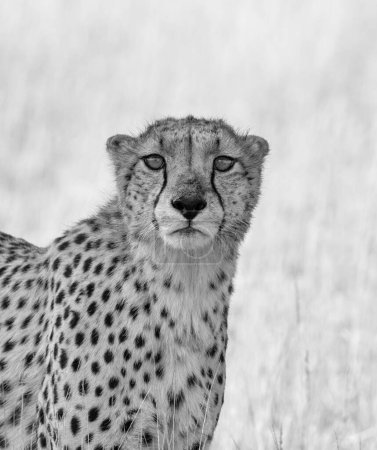 Foto de The cheetah is a large cat native to Africa and central Iran. It is the fastest land animal, estimated to be capable of running at 80 to 128 km/h. They live in three main social groups: females and their cubs, male "coalitions", and solitary males. W - Imagen libre de derechos