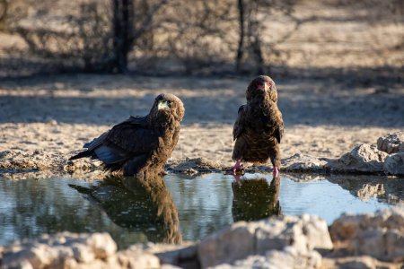 Foto de Un par de águilas inmaduras de Bateleur en un abrevadero en Kalahari Savannah - Imagen libre de derechos